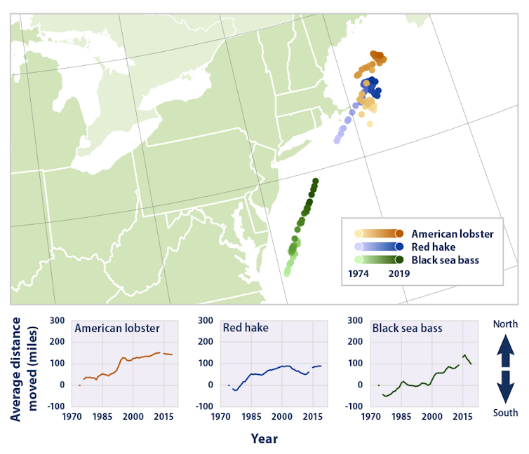 The map shows how the average locations of lobster, red cod and black bass have changed over the 45 years, 1974-2019.  Smaller charts show every move