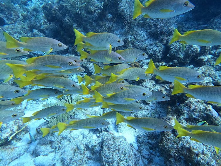 A school of yellowtail fish swim over a reef in July 2023.