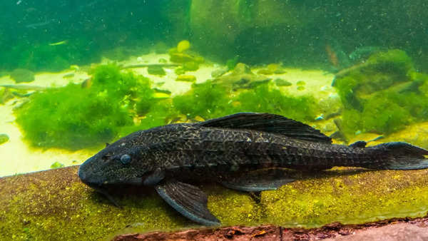 Explained: How this fish can stay alive in mud for months without water |  - Times of India