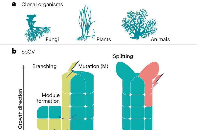 New genetic clock reveals oldest known marine plant: Baltic seagrass clone is more than 1,400 years old